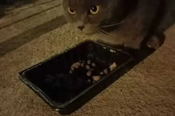 Кошка найдена, ул. Сойфера, Тула