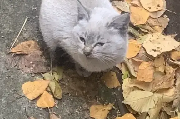 Кошка найдена: Б. Советская, Усть-Курдюм