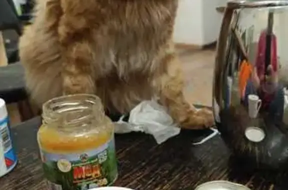 Кошки потеряшки, , фото: Потеряшка кошка на Маршала Жукова, 37