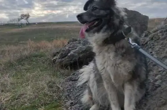 Собаки потеряшки, Волгоград, фото: Потеряшка собака, Строительная 72, Волгоград
