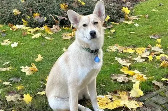 Собаки потеряшки, Всеволожск, фото: Потеряшка собака, Армянский пер., 3, Всеволожск