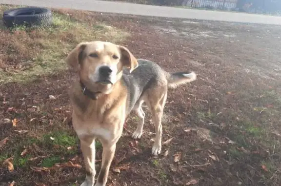 Объявления о пропавших и найденных животных, Воронежская область, фото: Собака найдена в Борисоглебске, Воронежская обл.