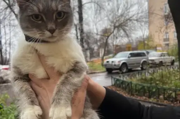 Кошка найдена: Верхне-Волжская наб., 8А