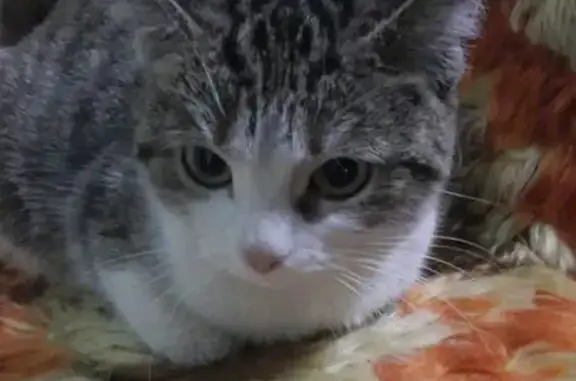 Котик найден на Литейной улице, Тула