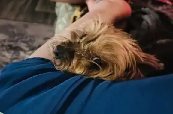 Пропала собака, Степная ул. 30/76, Новочеркасск