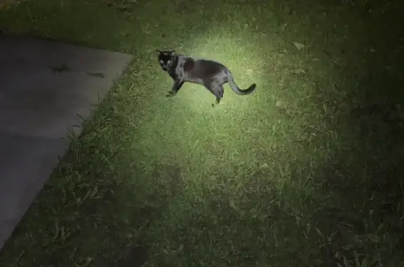 Пропала кошка, Екатеринбург, Свердловская обл.