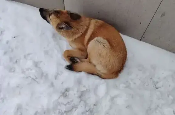 Щенок найден: ул. Смирнова, 7/13, Томск