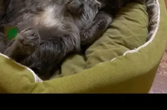 Кошка ищет дом, ул. Сергея Лазо, 6