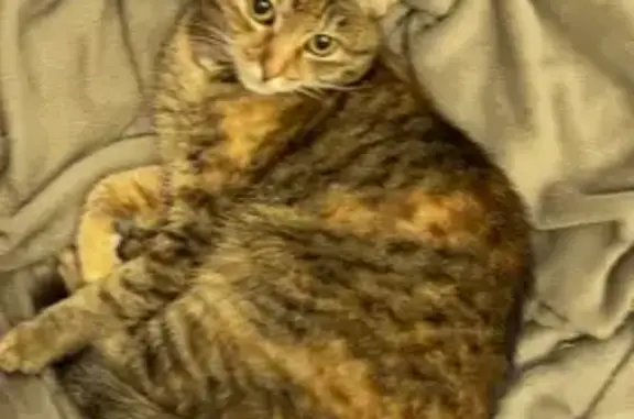 Кошки потеряшки, , фото: Потеряшка кошка, Офицерская ул. 10Б, Тольятти