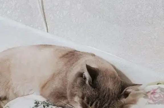 Кошки потеряшки, Самара, фото: Потеряшка кот, Партизанская 181, Самара