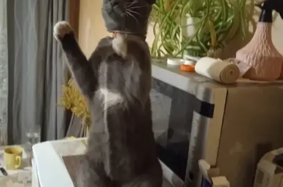 Кошки потеряшки, Гатчина, фото: Потеряшка кошка, Рощинская ул. 15, Гатчина