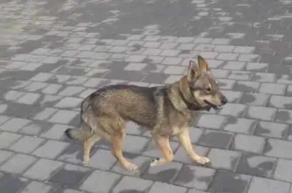 Собака на Балаклавской улице, Симферополь