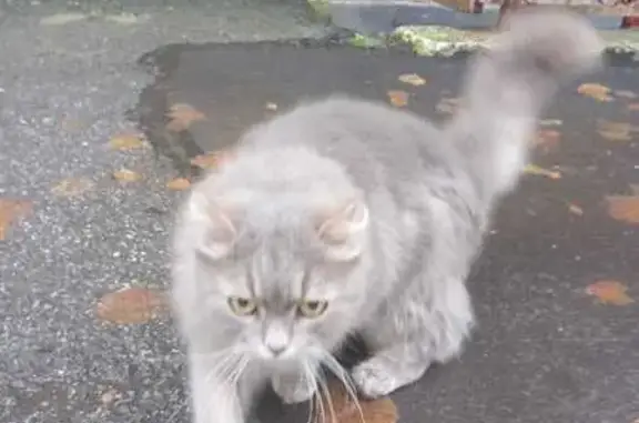 Найдена ласковая кошка, Зайцева 8 к1