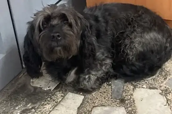 Собака найдена, ул. Карла Маркса, Екатеринбург