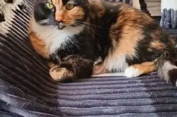 Пропала кошка, Дачная 59 к3, Архангельск