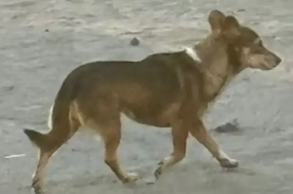 Пропала собака, видели на Народной, 7.