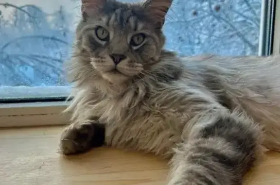 Пропала кошка, Зелёная ул. 100, Ульяновка