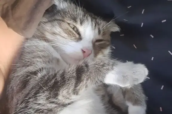 Пропала кошка, Дачная ул. 51, Кызыл