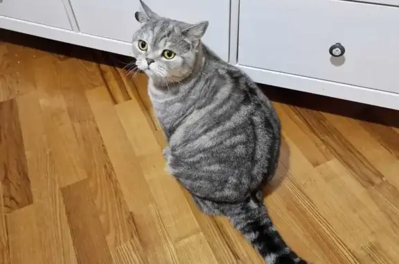 Найденные животные Озерский городской округ, фото: Найдена кошка, ул. Свердлова 5, Озёрск