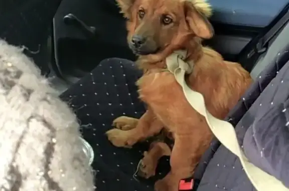 Собаки потеряшки, Республика Хакасия, фото: Потеряшка собака, Абакан, район Космоса