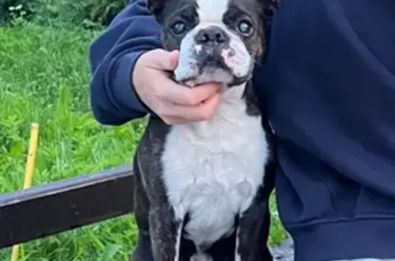 Собаки потеряшки, Тверская область, фото: Потеряшка собака: Тверская обл., Золотое кольцо