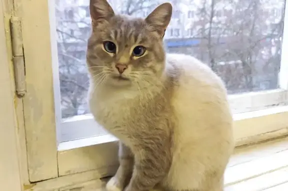 Кошка найдена, Вязники, Владимирская обл.