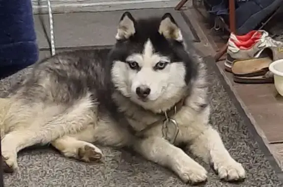 Найдена собака, Липецк, фото: Хаска найдена в Липецке, хозяева откликнитесь