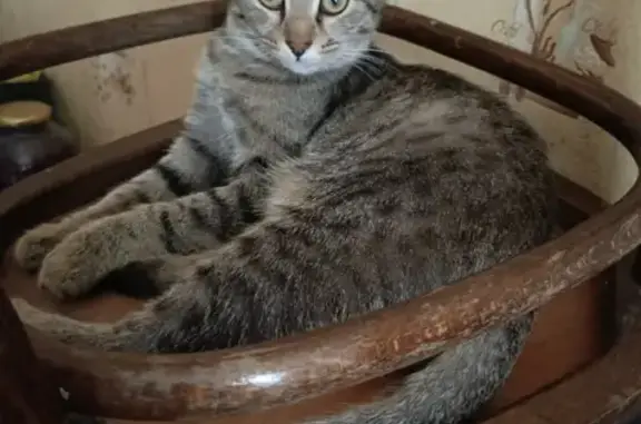 Объявления о пропавших и найденных животных, Борисоглебск, фото: Пропала кошка, Аэродромная 28, Борисоглебск