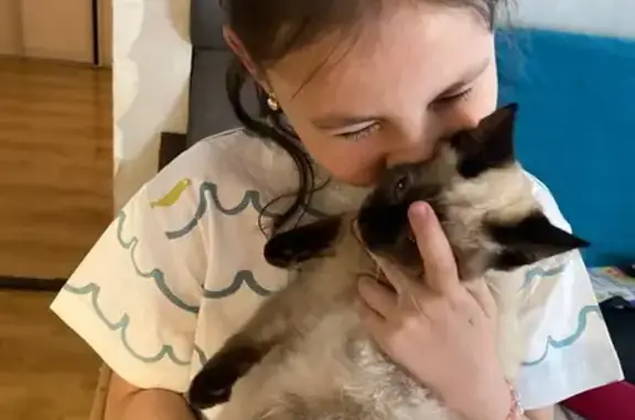 Пропала кошка Монгора, Звёздна...