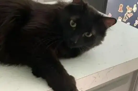 Кошки потеряшки, Екатеринбург, фото: Потеряшка черная кошка, Дорожная 15, Екб