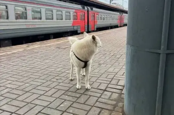 Найдена собака, Москва, фото: Собака на D3 Выхино, едет к ст. Панки