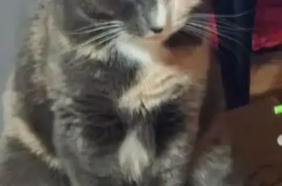 Пропала кошка, Иваново, Лежневская 120А