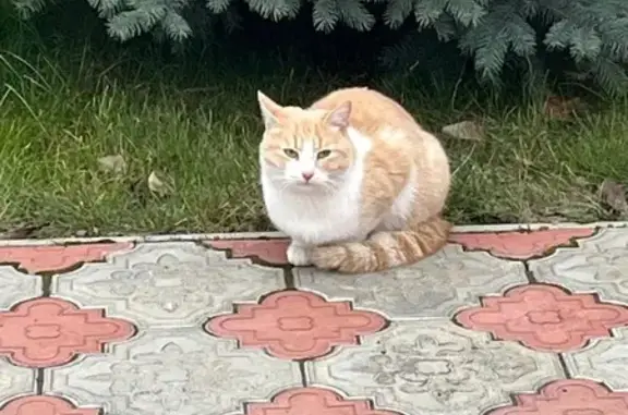 Найденные животные Набережные Челны, фото: Кошка найдена, Набережные Челны, Татарстан