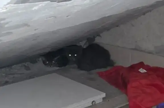 Найдена кошка, Барнаул, фото: Котята найдены на Взлётной, 46, Барнаул