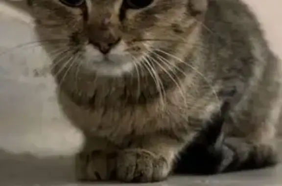 Найдена кошка, Октябрьский (Московская обл.) (Москва и Московская обл.), фото: Кошка найдена на ул. Насырова, 10, Октябрьский