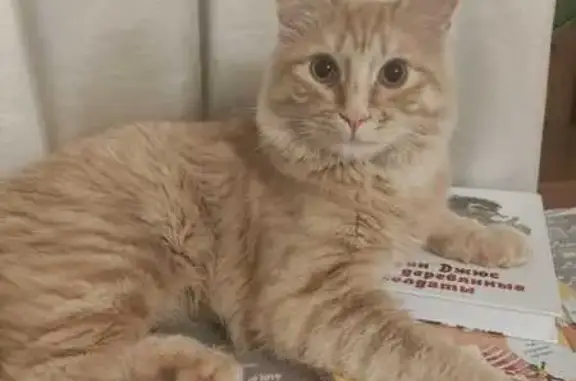 Пропал кот, 70, с/п Подстёпки