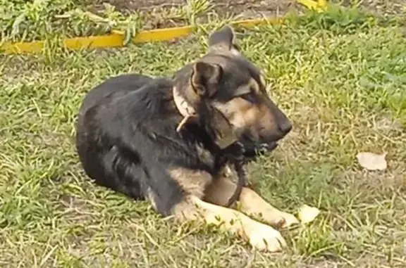 Найдена собака, Саратов, фото: Собака найдена на ул. Аэропорт, Саратов