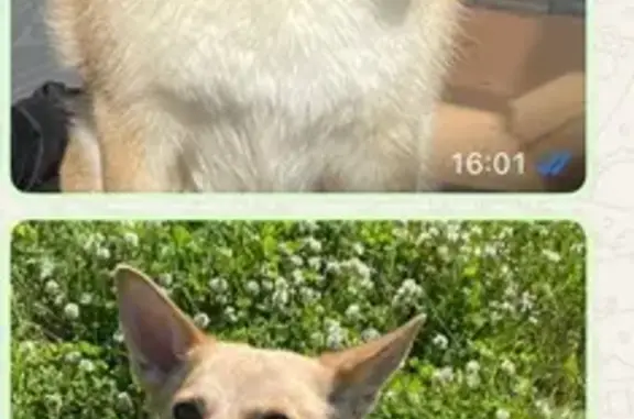 Пропала собака в Голубино, 46Н-01543