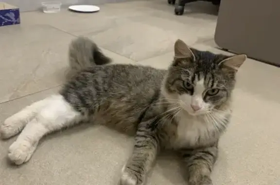 Найдена кошка, Рязань, фото: Кошка найдена на Фирсова, 22 к2, Рязань