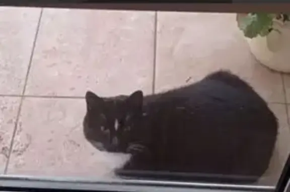 Найдена кошка, Лениногорск, фото: Кошка найдена, ул. Суфиянова, Лениногорск