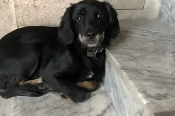 Найдена собака, 13-я линия, 2, Ростов-на-Дону