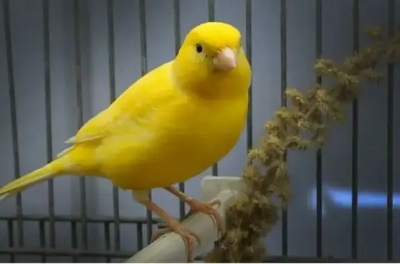 Пропал кенар, ул. Котовского 5...