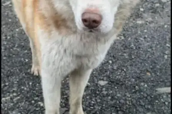 Найдена собака, Свердловская область, фото: Найдена собака, ул. Тольятти, 30, Екб