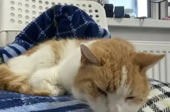 Найдена кошка, Санкт-Петербург, фото: Кошка найдена на ул. Ленсовета, СПб