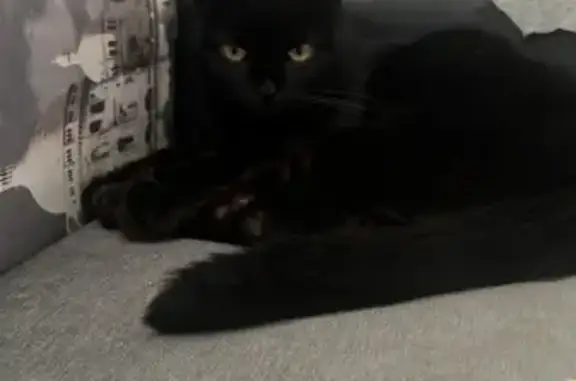 Найдена кошка, Омск, фото: Найдена кошка, жд вокзал, Ф. Крылова, 2