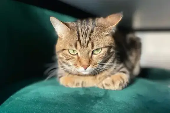 Пропала кошка, Сириус, Ружейная 39