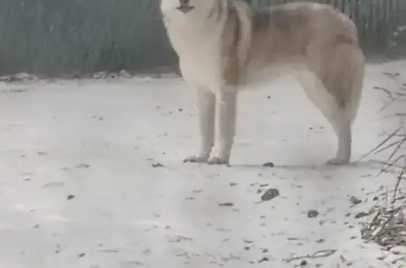 Найдена собака, Тюменская область, фото: Собака найдена, СНТ, Сосновая ул., Тюмень