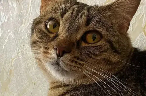 Кошки потеряшки, Вологда, фото: Потеряшка кошка на Зосимовской, 40, Вологда