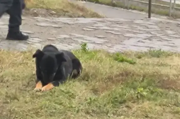 Собака найдена: Ладожская 157, Пенза