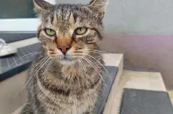 Найдена кошка, Калининград, фото: Кошка найдена у Озон, Емельянова 242В к2